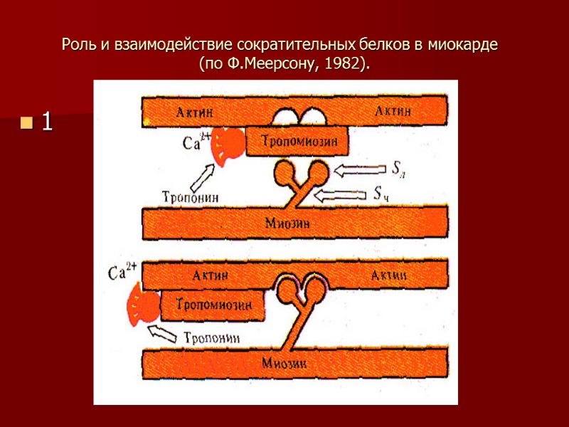 Роль и взаимодействие сократительных белков в миокарде   (по Ф.Меерсону, 1982). 1